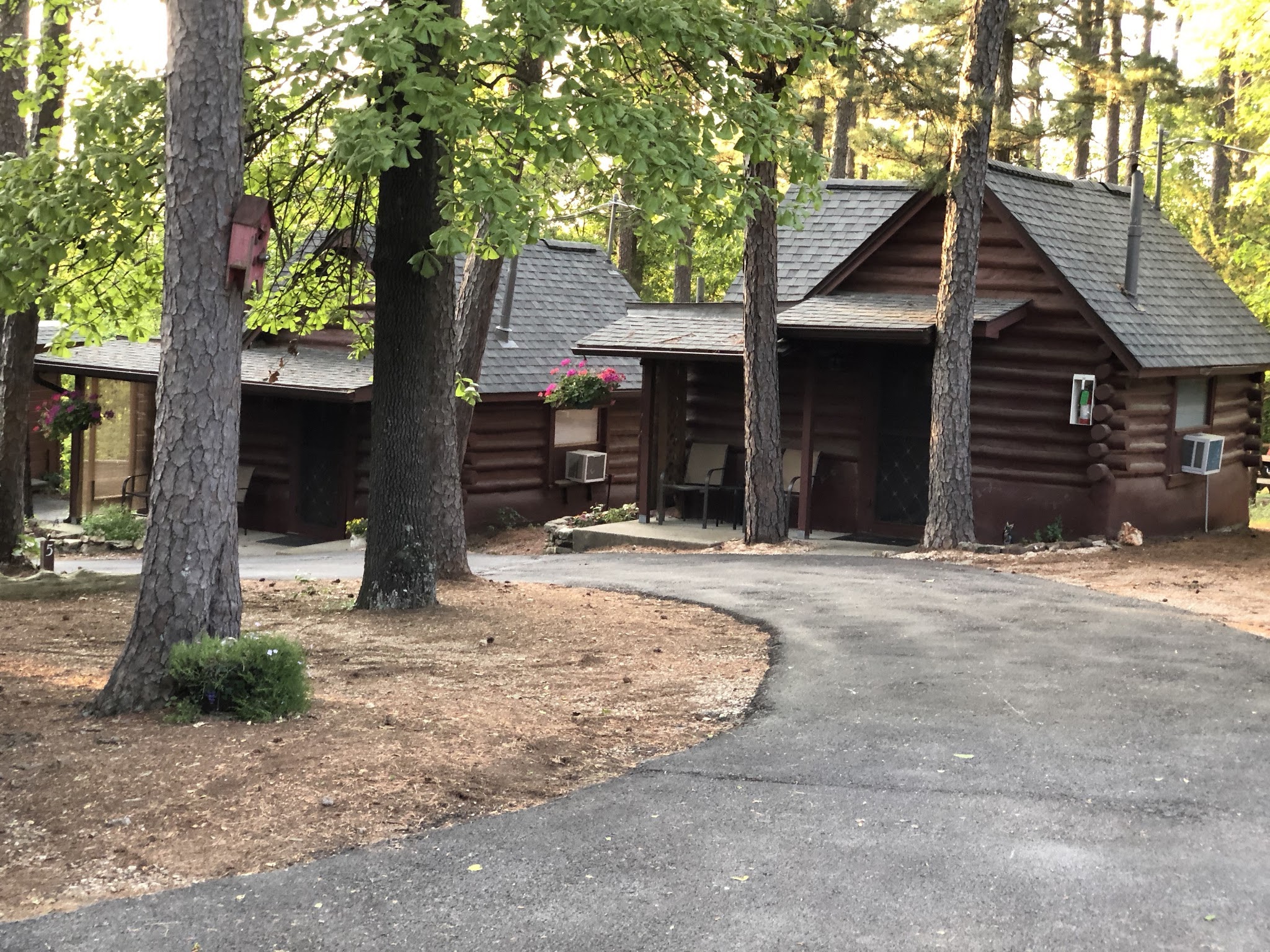 Log cabin surrounded by pine trees
